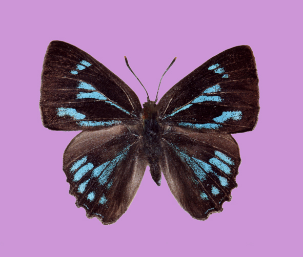 File:Deramas toshikoae male upperside.jpg