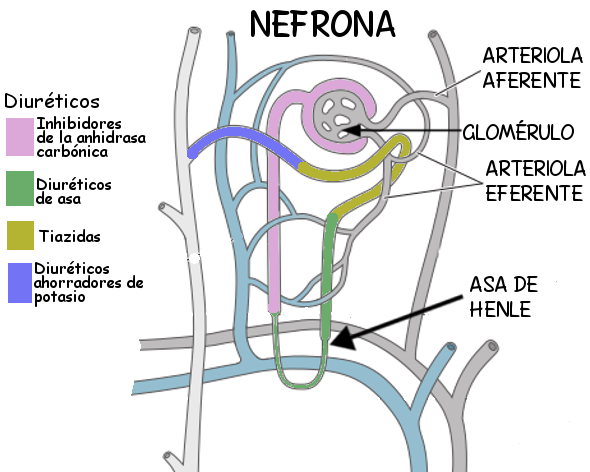 Archivo:Diureticos nefrona.png