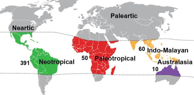 File:Geographic distribution of stingless bees.png