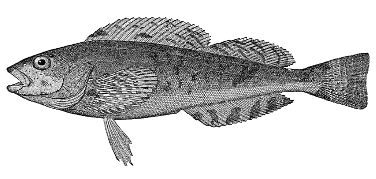 File:Hexagrammos stelleri.png