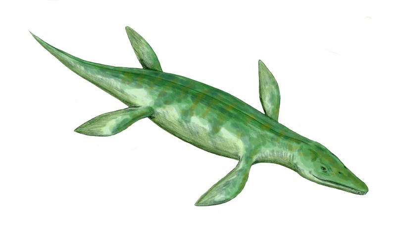 File:Kronosaurus BW.jpg