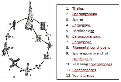 File:Porphyra haitanensis life cycle.JPG