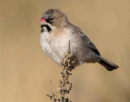 File:Scaly-feathered Weaver.jpg