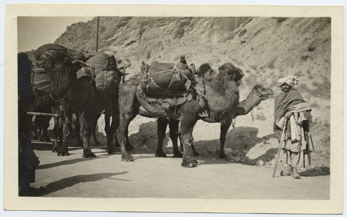 Файл:A view of camels c.1900.jpg