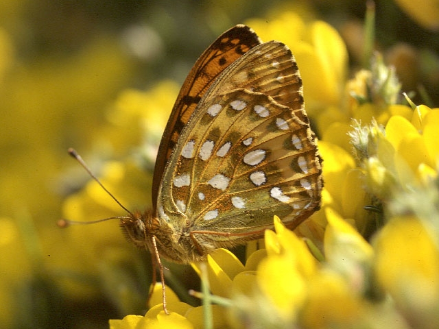 File:Argynnis aglaja underside.jpg