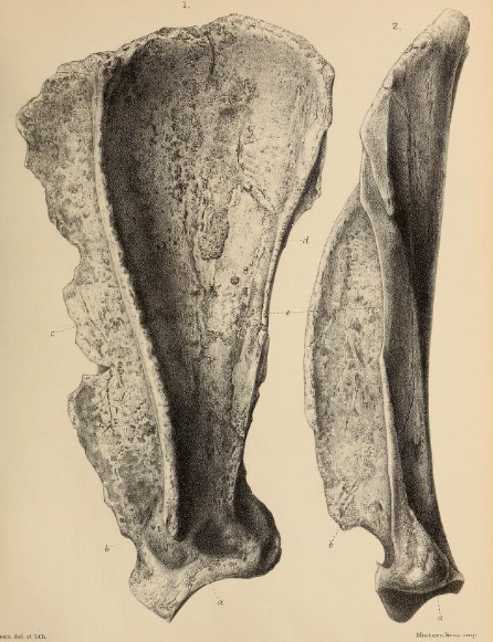 Archivo:British Pleistocene Mammalia (1866) Cave Hyena Scapula.png