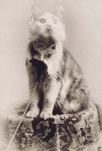 Файл:Cosey the Maine Coon cat, 1895.jpg