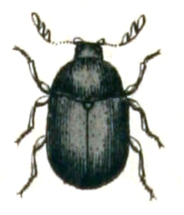 Dorcatoma dresdensis