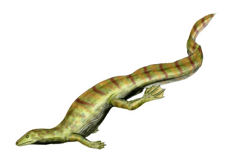 File:Hovasaurus BW.jpg