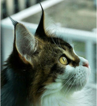 File:Maine coon profile.jpg