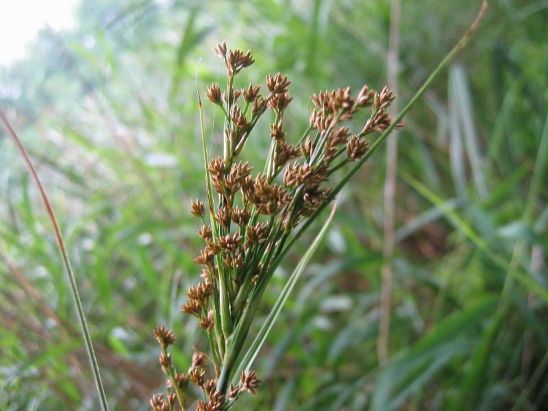 File:Cladium mariscus.jpeg