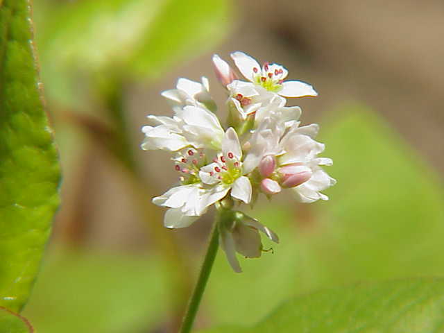 File:Fagopyrum esculentum1.jpg