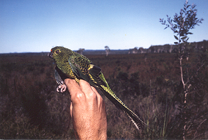 File:Ground Parrot cooloolah.jpg