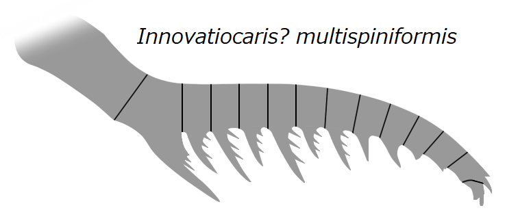 File:20220916 Innovatiocaris multispiniformis.png