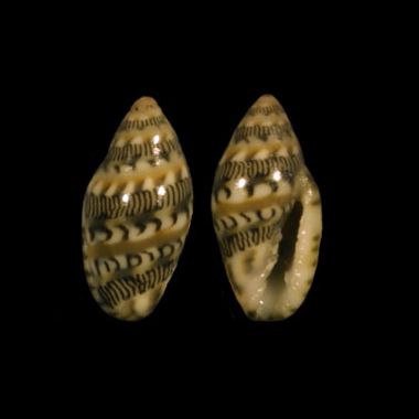 File:Marginella chalmersi 001.jpg