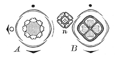 File:Nepenthes distillatoria floral diagram Macfarlane.jpg