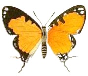 Pseudaletis agrippina