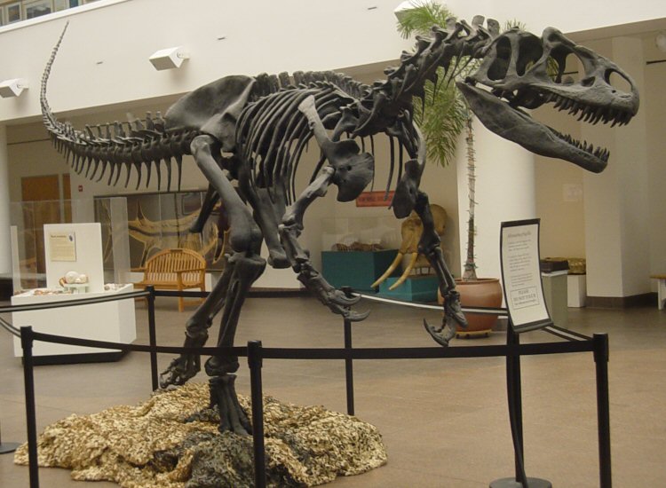 Archivo:Allosaurus SDNHM.jpg