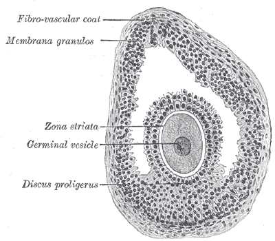 Файл:Gray1164.png