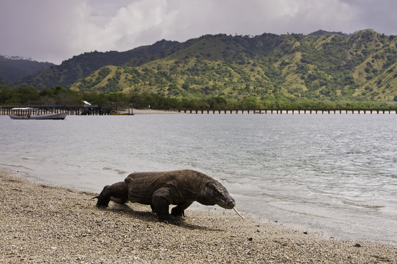 Archivo:Komodo dragon at Komodo National Park.jpg