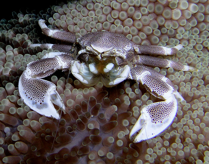 File:Porcelain crab Nick Hobgood.jpg