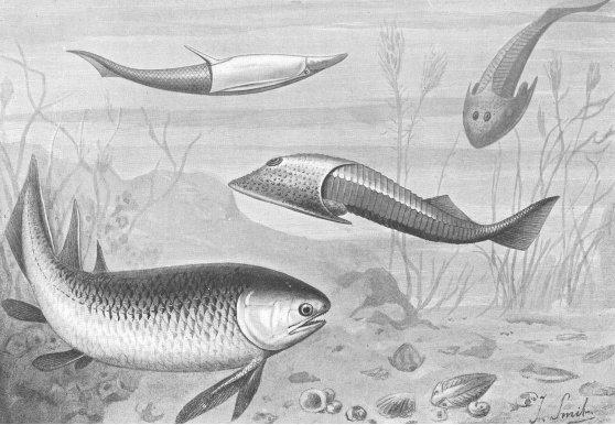 Archivo:Silurianfishes ntm 1905 smit 1929.gif