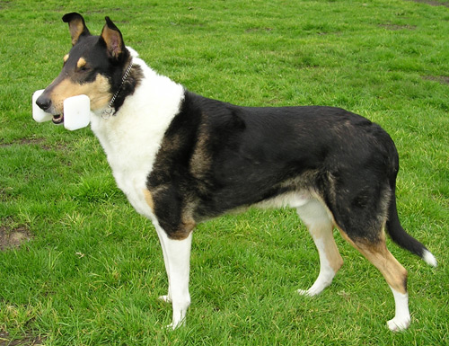 File:SmoothCollieTri2 wb.jpg