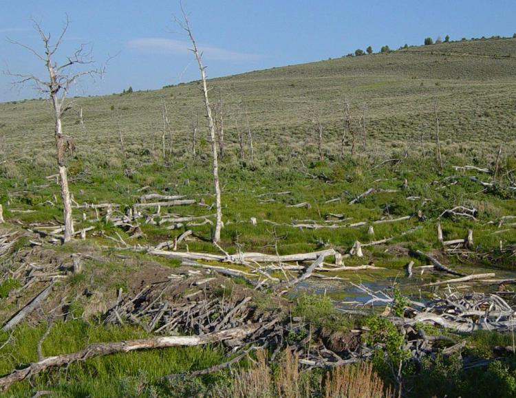 File:Beaver dam in Fossil Butte NM-750px.JPG