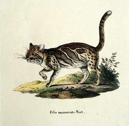 File:Pardofelis marmorata.jpg