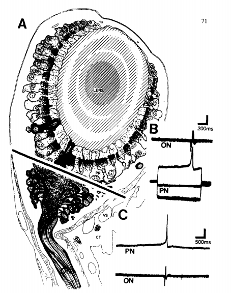 File:Basal Retinal Neuron.png