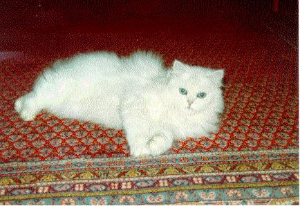 File:Persian (cat) silver.jpg