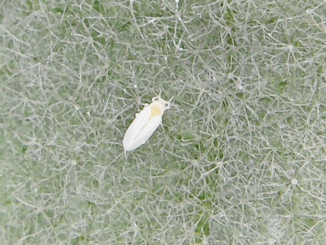 File:Silverleaf Whitefly (Bemisia tabaci) adult.jpg