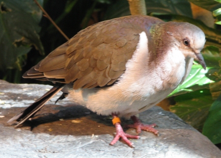 File:VioletDove2.jpg