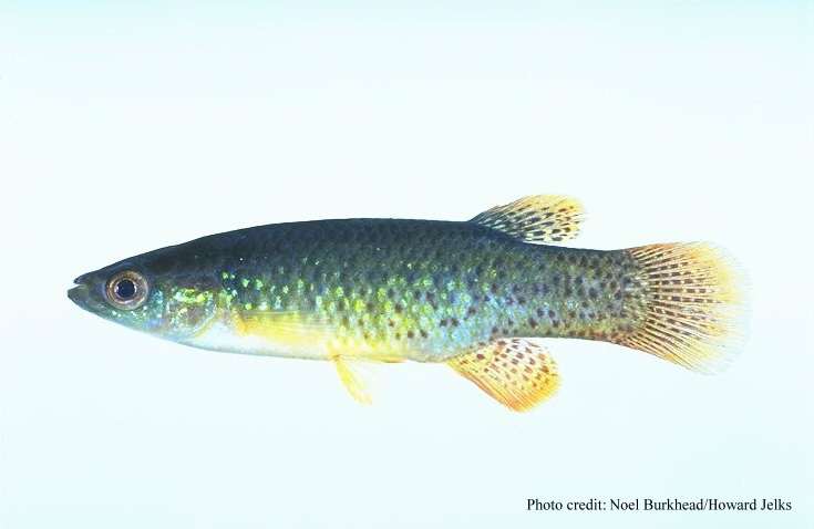 File:Fundulus chrysotus.jpg