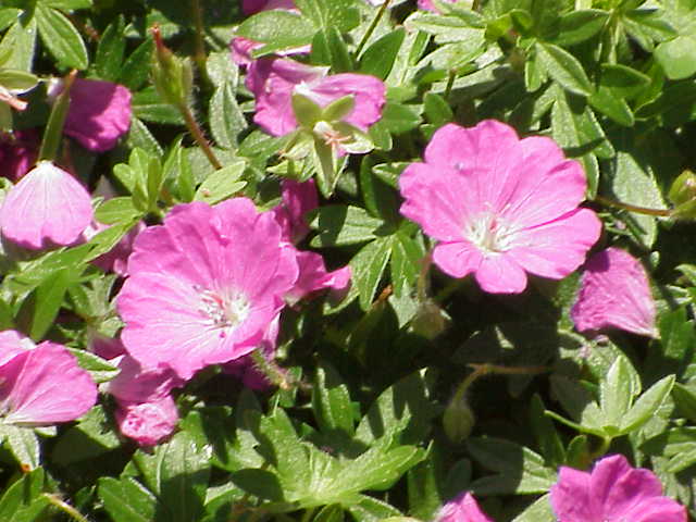 File:Geranium sanguineum0.jpg