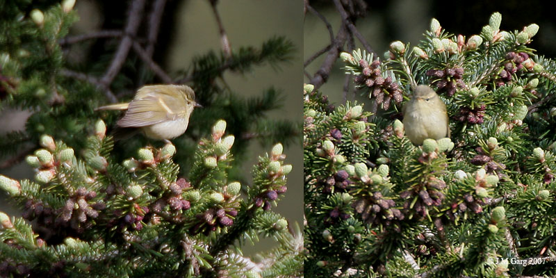 File:Hume's Warbler I.jpg