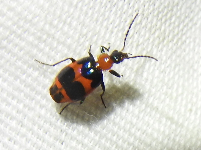 File:Lebia bitaeniata 89661356.jpg