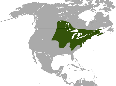 Файл:Northern Short-tailed Shrew area.png