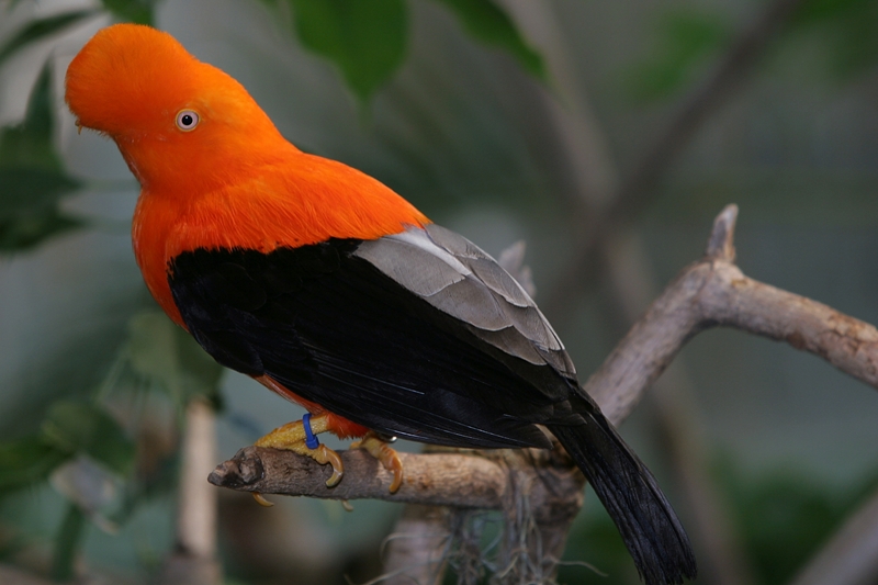 Файл:Rupicola peruviana (male) -San Diego Zoo-8a.jpg