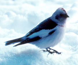 File:Snowbunting56.jpg