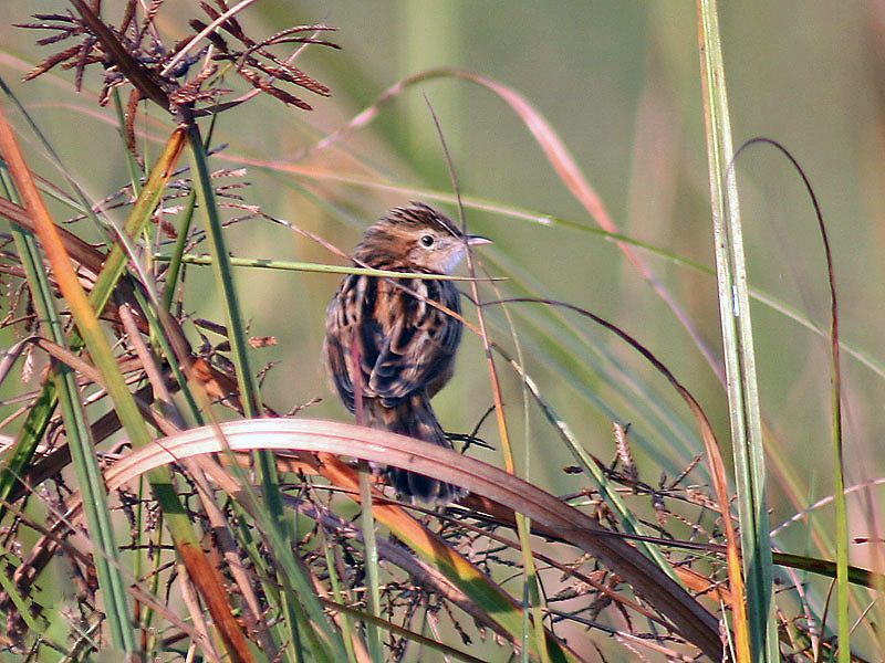 File:Zitting Cisticola I IMG 6874.jpg