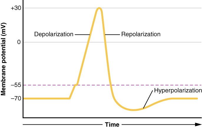 Файл:1221 Action Potential.jpg