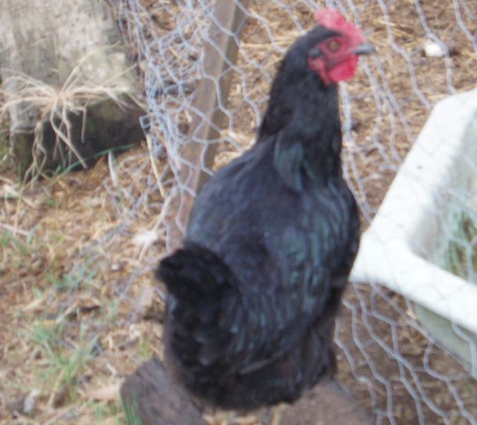 File:Australorp hen.JPG