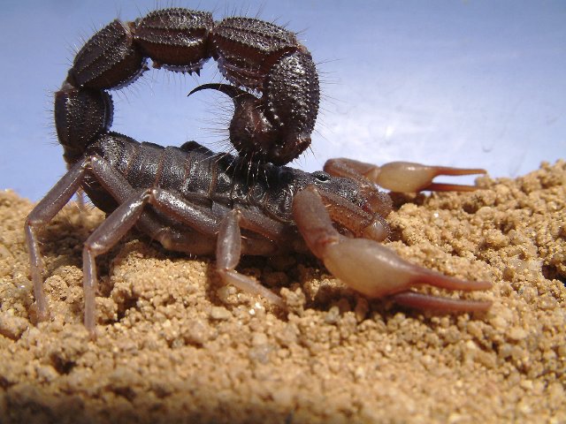 File:Parabuthus transvaalicus (male).jpg