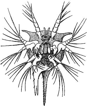 File:EB1911 Crustacea Fig. 15.—Nauplius of Tetraclita porosa.jpg