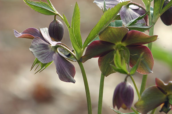 File:Helleborus purpurascens.jpg