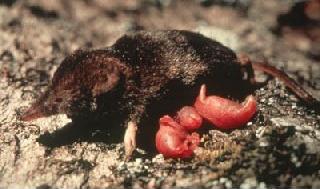 Файл:Northern water shrew with young.jpg