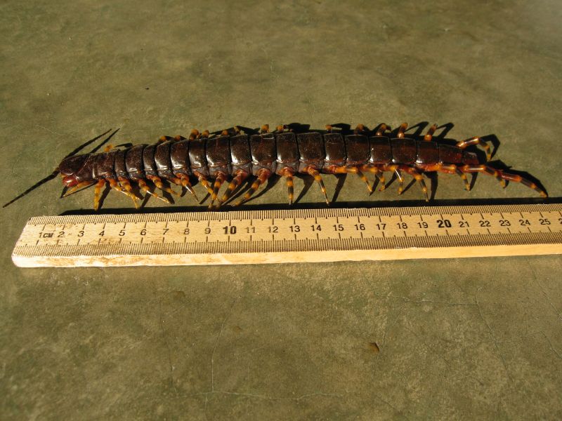 Файл:Scolopendra gigantea 1.jpg