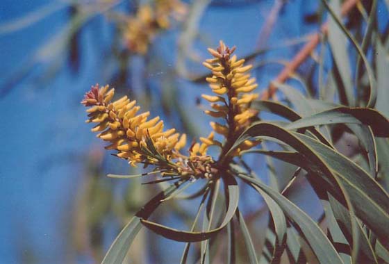 File:Snotty Gobble (Persoonia Falcata) (1355208082).jpg