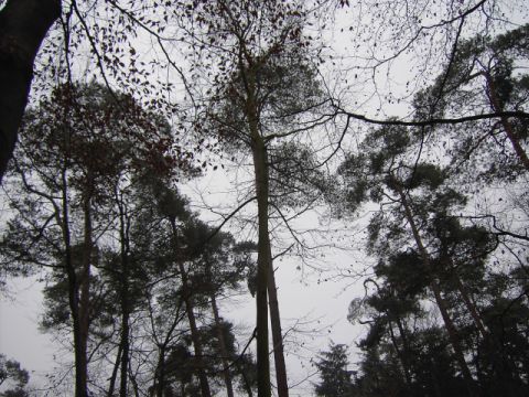 File:Mastbos forest.jpg